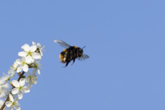 Buff tailed bumblebee (Bombus terrestris) adult bee insect flying from Blackthorn blossom in