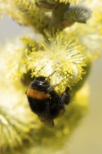 Buff tailed bumblebee (Bombus terrestris) adult bee insect feeding on Goat or Pussy willow (Salix
