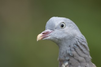 Wood pigeon (Columba palumbus) adult garden bird head portrait, England, United Kingdom