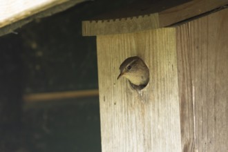 European wren (Troglodytes troglodytes) adult garden bird looking out from a nest box in spring,