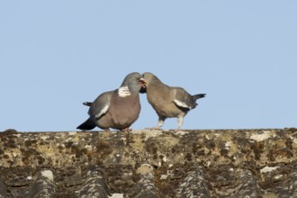 Wood pigeon (Columba palumbus) adult garden bird feeding a juvenile baby squab bird on a house roof