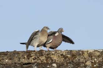 Wood pigeon (Columba palumbus) juvenile baby squab bird begging for food from an adult bird on a