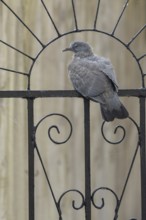 Wood pigeon (Columba palumbus) juvenile baby squab bird on a metal garden gate in summer, England,
