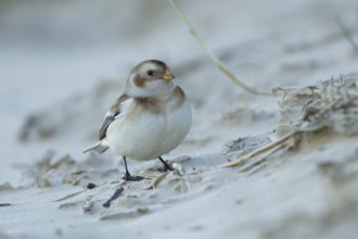 Snow bunting (Plectrophenax nivalis) adult bird on a beach in winter, England, United Kingdom