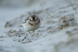 Snow bunting (Plectrophenax nivalis) adult bird feeding on a beach in winter, England, United