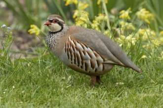 Red legged or French partridge (Alectoris rufa) adult bird on a garden grass lawn in spring,