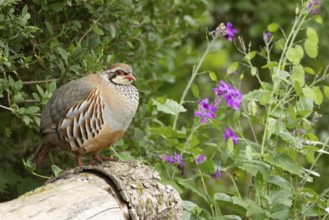 Red legged or French partridge (Alectoris rufa) adult bird in a garden in spring, England, United