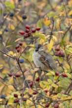 House sparrow (Passer domesticus) adult male bird preening in a hedgerow amongst autumn leaves and