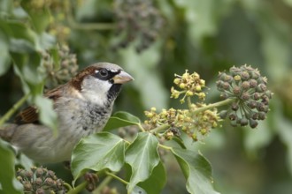 House sparrow (Passer domesticus) adult male bird in an Ivy tree, England, United Kingdom