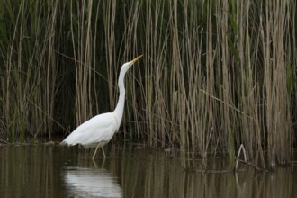 Great white egret (Ardea alba) adult bird in water next to a reedbed, England, United Kingdom