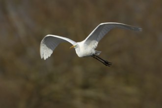 Great white egret (Ardea alba) adult bird in flight, England, United Kingdom