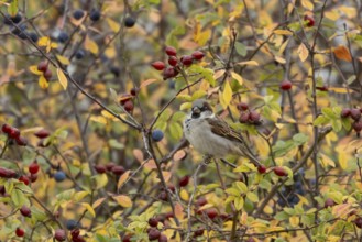 House sparrow (Passer domesticus) adult male bird in a hedgerow amongst autumn leaves and berries,