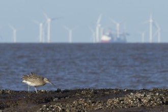 Eurasian curlew (Numenius arquata) adult wading bird feeding on a coastline with turbines of an off