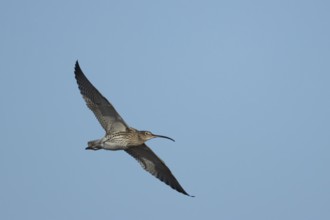 Eurasian curlew (Numenius arquata) adult wading bird in flight, England, United Kingdom