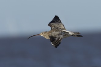 Eurasian curlew (Numenius arquata) adult wading bird in flight along a coastline, England, United