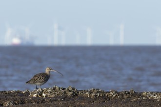Eurasian curlew (Numenius arquata) adult wading bird on a coastline with turbines of an off shore