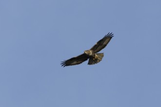 Common buzzard (Buteo buteo) adult bird of prey in flight, England, United Kingdom
