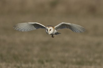 Barn owl (Tyto alba) adult bird of prey hunting in flight over grassland, England, United Kingdom