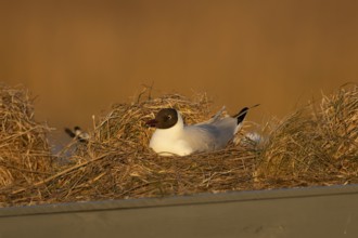 Black headed gull (Chroicocephalus ridibundus) adult bird on a nest on a hide roof, RSPB Titchwell