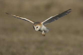 Barn owl (Tyto alba) adult bird of prey hovering in flight, England, United Kingdom