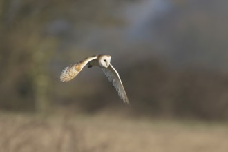 Barn owl (Tyto alba) adult bird of prey in flight, England, United Kingdom