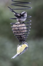 Long-tailed Tit (Aegithalos caudatus) and Blue Tit (Parus caerulea) at the tit dumpling, Emsland,