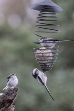 Long-tailed tits (Aegithalos caudatus) at the tit dumpling, Emsland, Lower Saxony, Germany