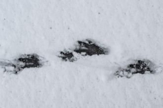 Track of nutria (Myocastor coypus) in the snow, Emsland, Lower Saxony, Germany