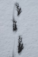Track of nutria (Myocastor coypus) in the snow, Emsland, Lower Saxony, Germany