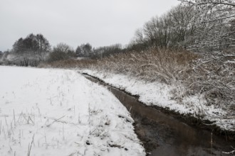 Winter landscape with black alder (Alnus glutinosa) along a ditch, Emsland, Lower Saxony, Germany