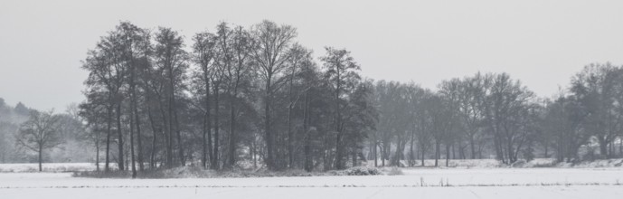 Winter landscape with black alder (Alnus glutinosa), Emsland, Lower Saxony, Germany