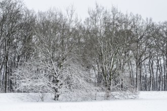 Winter landscape with black alders (Alnus glutinosa) and oaks (Quercus robur), Emsland, Lower