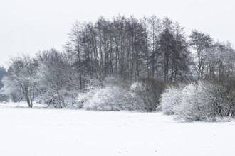 Winter landscape with black alders (Alnus glutinosa) and willows (Salix), Emsland, Lower Saxony,