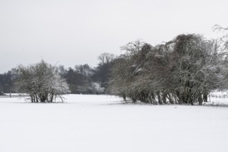 Winter landscape with hawthorn (Crataegus monogyna), Emsland, Lower Saxony, Germany