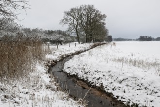 Winter landscape, oaks (Quercus robur) by a ditch, Emsland, Lower Saxony, Germany
