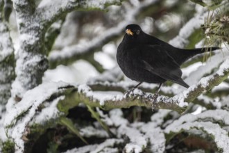 Blackbird (Turdus merula) in a snow-covered pine tree, Emsland, Lower Saxony, Germany