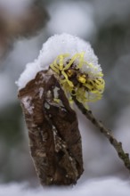 Witch hazel (Hamamelis mollis Pallida) in the snow, Emsland, Lower Saxony, Germany