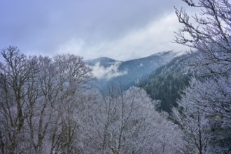 Frosty forest with view of foggy mountains in winter light, winter, Col de la Schlucht, Le Valtin,