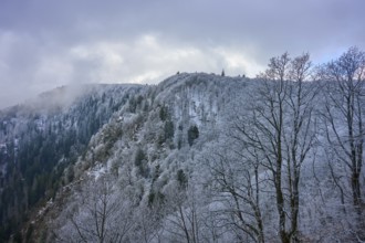 Frosty treetops above a wooded hill with thick clouds, winter, Col de la Schlucht, Le Valtin,