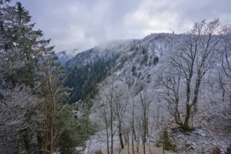 Wintery hill with frost-covered trees and fog over the peaks, winter, Col de la Schlucht, Le
