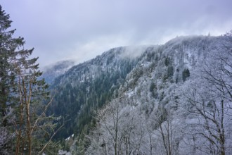 Mist-covered mountain range with frost-covered forest in winter, Col de la Schlucht, Le Valtin,