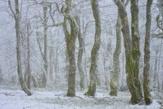 Snowy tree trunks in foggy winter forest, cool and quiet, European beech, winter, Hohneck, La