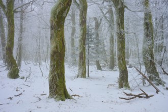Snowy forest with prominent tree trunks, quiet scenery, European beech, winter, Hohneck, La Bresse,