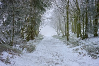 Snowy forest trail surrounded by trees and covered in fog, European beech, winter, Hohneck, La