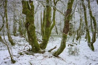 Wintery forest floor with branched trees, quiet atmosphere, European beech, winter, Hohneck, La