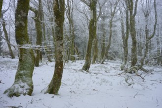 Quiet winter forest with snow-covered trees, European beech, winter, Hohneck, La Bresse, Vosges,