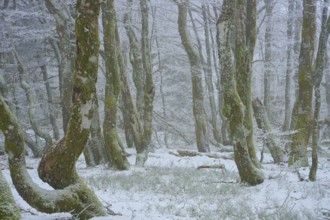 Snowy forest with mystical flair due to foggy conditions, European beech, winter, Hohneck, La