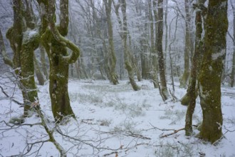 Winter forest with snow-covered ground, peaceful atmosphere, European beech, winter, Hohneck, La