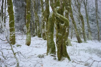 Snowy trees in frosty winter forest, quiet environment, European beech, winter, Hohneck, La Bresse,