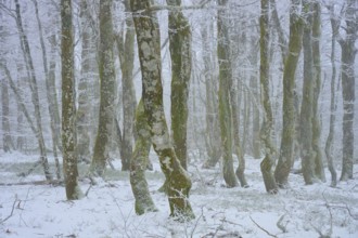 Wintery forest with snowy trees and foggy atmosphere, European beech, winter, Hohneck, La Bresse,